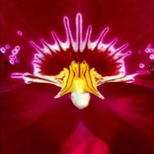 Meet your Posher, Maite